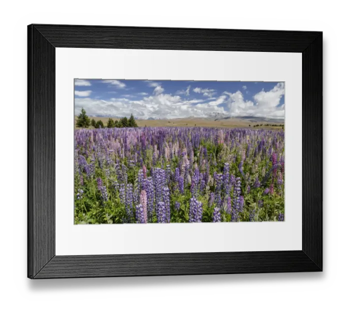 Framed Print : Lupine field, lupines -Lupinus sp. -, Lake Tekapo, Fairlie, South Island, New Zealand Framed Print : Lupine field, lupines -Lupinus sp. -, Lake Tekapo, Fairlie, South Island, New Zealand