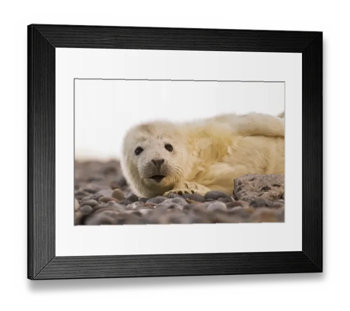 Framed Print : Grey Seal -Halichoerus grypus-, pup, Helgoland, Schleswig-Holstein, Germany