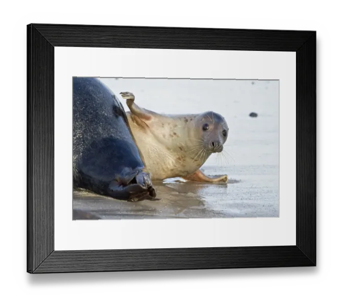 Framed Print : Grey Seal -Halichoerus grypus-, female slapping fin on a male seals rear, Helgoland, Schleswig-Holstein, Germany Framed Print : Grey Seal -Halichoerus grypus-, female slapping fin on a male seals rear, Helgoland, Schleswig-Holstein, Germany