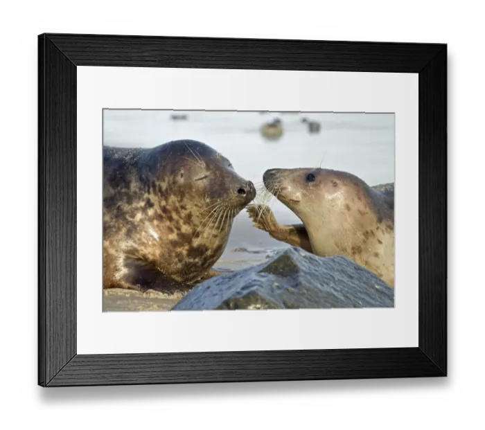 Framed Print : Gray Seal -Halichoerus grypus-, male and female, Helgoland, Schleswig-Holstein, Germany