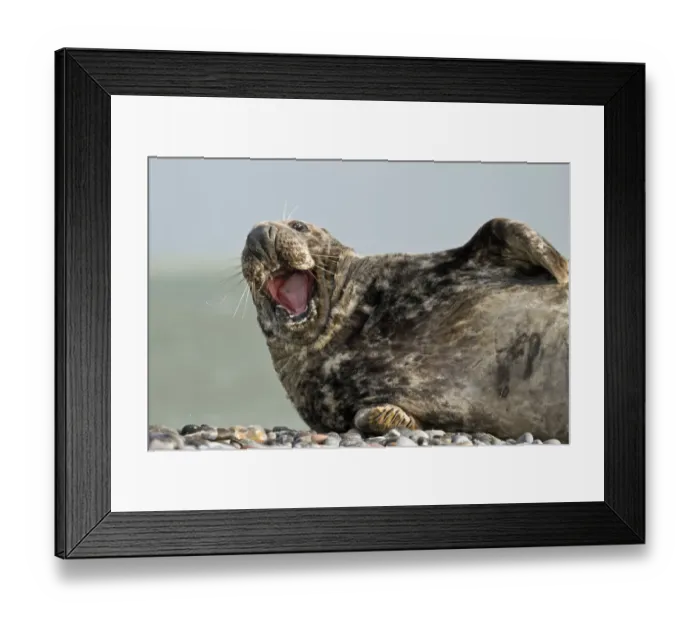 Framed Print : Grey Seal -Halichoerus grypus-, yawning, Helgoland, Schleswig-Holstein, Germany Framed Print : Grey Seal -Halichoerus grypus-, yawning, Helgoland, Schleswig-Holstein, Germany