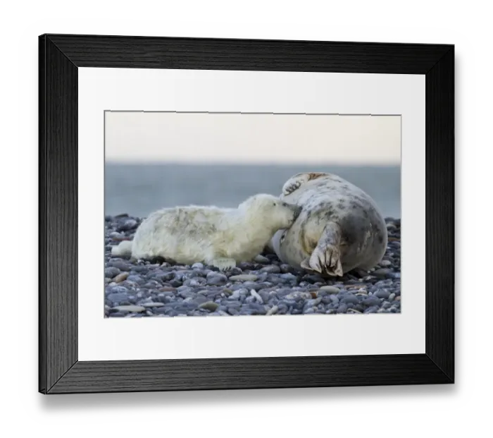 Framed Print : Grey Seal -Halichoerus grypus-, pup is nursed by mother seal, Helgoland, Schleswig-Holstein, Germany Framed Print : Grey Seal -Halichoerus grypus-, pup is nursed by mother seal, Helgoland, Schleswig-Holstein, Germany