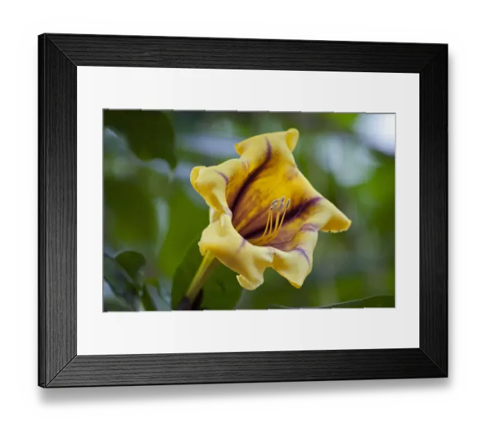 Framed Print : Flower, Cup of Gold Vine or Golden Chalice Vine -Solandra maxima-, Wilhelma, Stuttgart, Germany, Europe Framed Print : Flower, Cup of Gold Vine or Golden Chalice Vine -Solandra maxima-, Wilhelma, Stuttgart, Germany, Europe