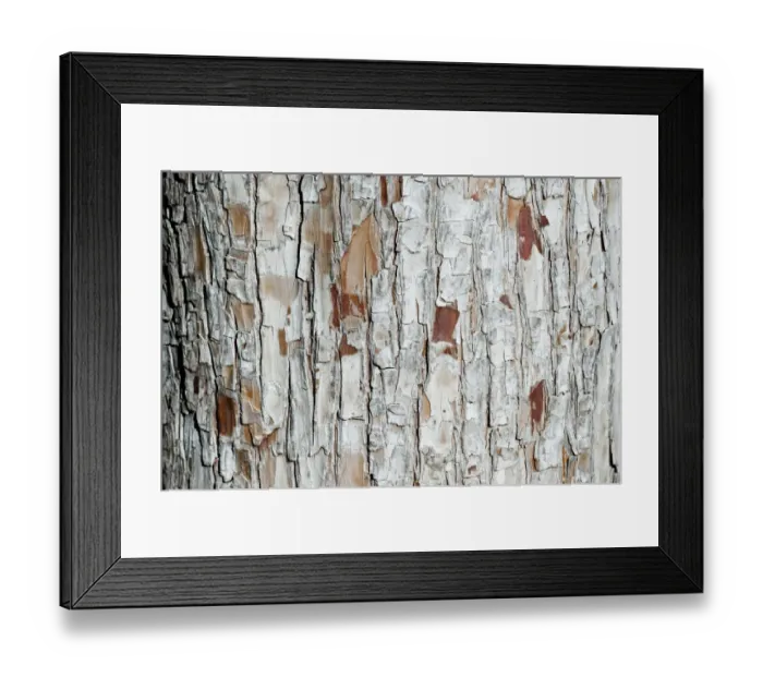 Framed Print : Bark, Baden-Wuerttemberg, Germany, Europe