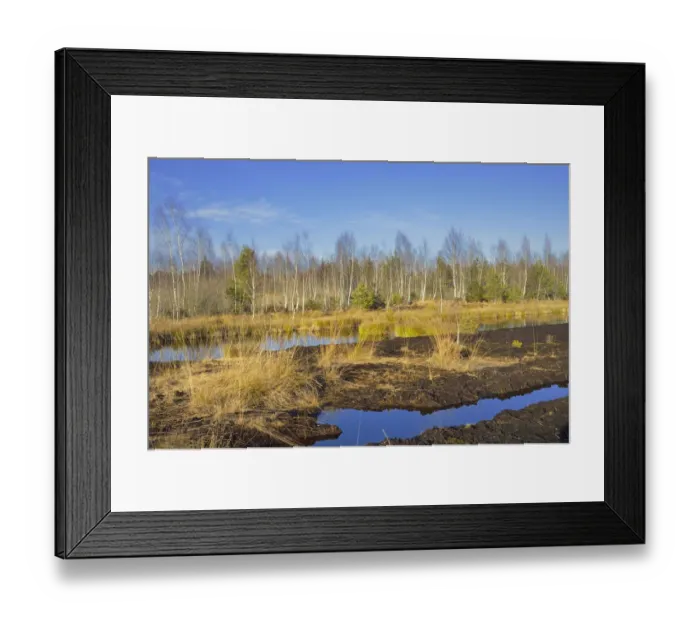 Framed Print : Abandoned peat cutting area flooded, overgrown with moor grass and rushes, Stammbeckenmoor near Raubling, Alpine Uplands, Bavaria, Germany, Europe Framed Print : Abandoned peat cutting area flooded, overgrown with moor grass and rushes, Stammbeckenmoor near Raubling, Alpine Uplands, Bavaria, Germany, Europe