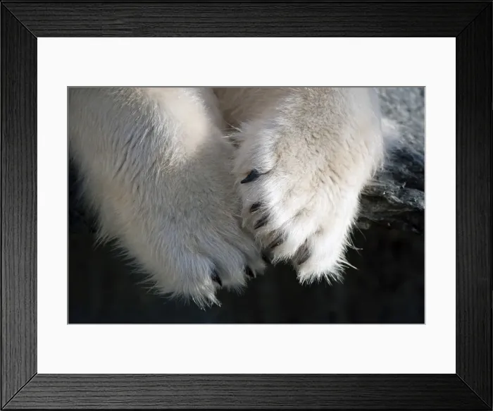 Framed Print : Paws and claws, Polar Bear -Ursus maritimus-, captive Framed Print : Paws and claws, Polar Bear -Ursus maritimus-, captive