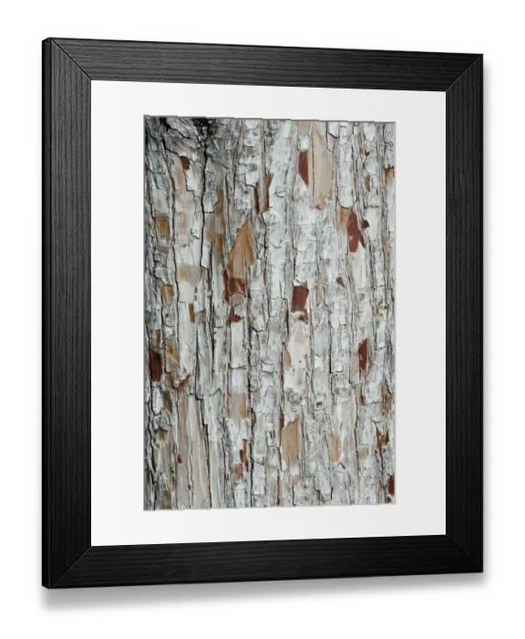 Framed Print : Bark, Baden-Wuerttemberg, Germany, Europe Framed Print : Bark, Baden-Wuerttemberg, Germany, Europe