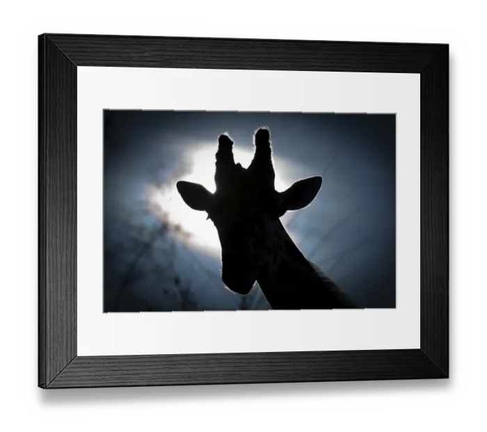 Framed Print : Giraffe head, Reticulated Giraffe -Giraffa camelopardalis reticulata-, with backlighting, Wilhelma, Stuttgart, Germany, Europe Framed Print : Giraffe head, Reticulated Giraffe -Giraffa camelopardalis reticulata-, with backlighting, Wilhelma, Stuttgart, Germany, Europe