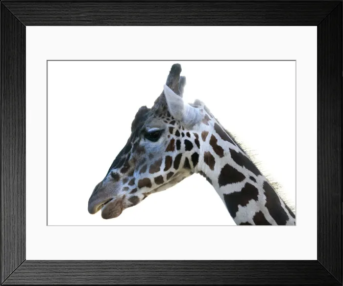 Framed Print : Reticulated Giraffe -Giraffa camelopardalis reticulata-, portrait, Wilhelma, Stuttgart, Germany, Europe Framed Print : Reticulated Giraffe -Giraffa camelopardalis reticulata-, portrait, Wilhelma, Stuttgart, Germany, Europe