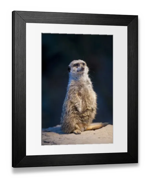 Framed Print : Meerkat -Suricata suricatta-, Wilhelma, Stuttgart, Germany, Europe