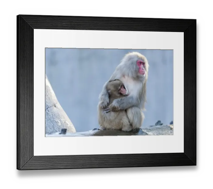 Framed Print : Red-faced Macaque -Macaca fuscata- with young, Wilhelma, Stuttgart, Germany, Europe Framed Print : Red-faced Macaque -Macaca fuscata- with young, Wilhelma, Stuttgart, Germany, Europe