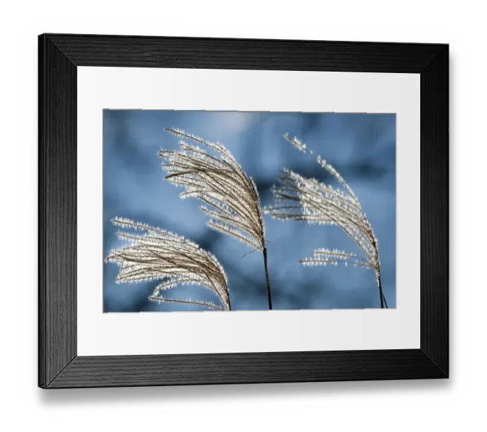 Framed Print : Reeds with backlighting Framed Print : Reeds with backlighting