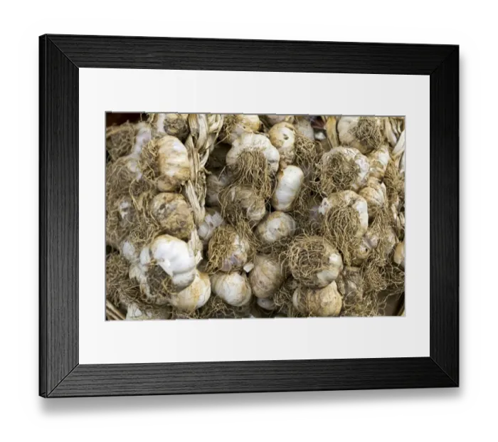 Framed Print : Fresh garlic, Campania, Italy, Europe Framed Print : Fresh garlic, Campania, Italy, Europe