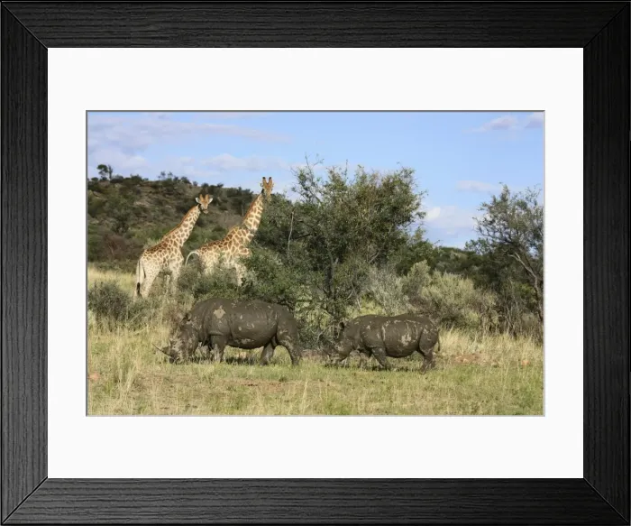 Framed Print : Giraffes -Giraffa camelopardalis- and White or Square-lipped Rhinoceroses -Ceratotherium simum-, Namibia, Africa Framed Print : Giraffes -Giraffa camelopardalis- and White or Square-lipped Rhinoceroses -Ceratotherium simum-, Namibia, Africa