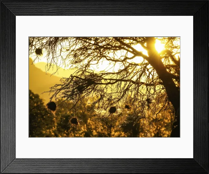 Framed Print : Nests of weavers -Ploceidae- in the sunset, Namibia, Africa