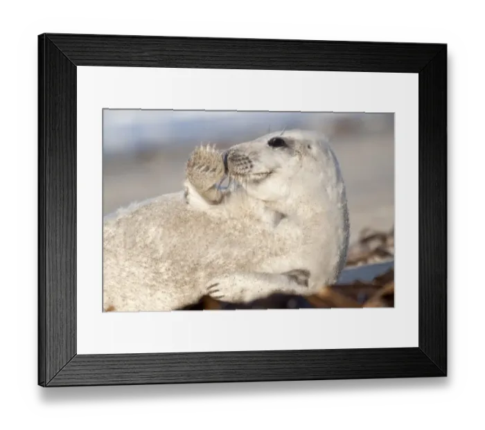 Framed Print : Grey Seal -Halichoerus grypus-, pup waving with fin, Helgoland, Schleswig-Holstein, Germany Framed Print : Grey Seal -Halichoerus grypus-, pup waving with fin, Helgoland, Schleswig-Holstein, Germany