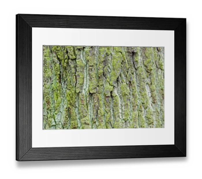 Framed Print : Green coloured bark, Stuttgart, Baden-Wuerttemberg, Germany, Europe