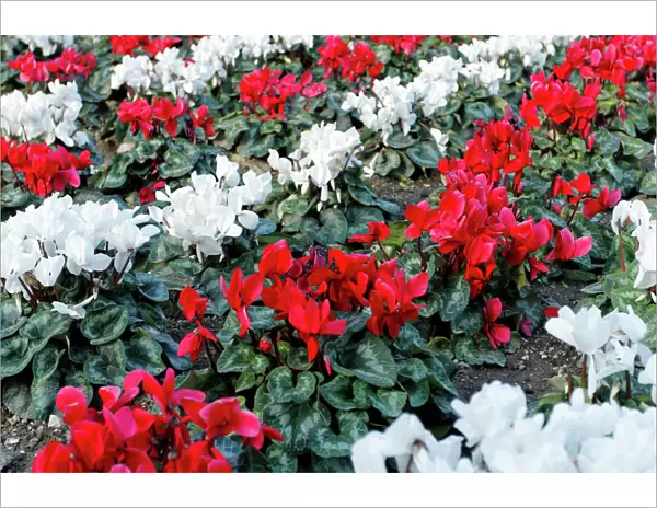 Cyclamen -Cyclamen cilicium- in white and red lines in a flower bed