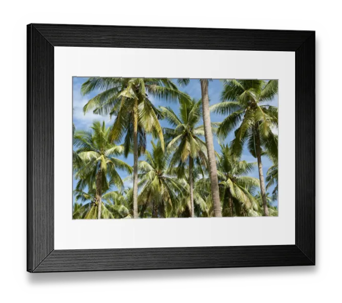 Framed Print : Coconut Palms -Cocos nucifera- on a plantation, coconut cultivation, Khao Lak, Phang Nga Province, Thailand Framed Print : Coconut Palms -Cocos nucifera- on a plantation, coconut cultivation, Khao Lak, Phang Nga Province, Thailand