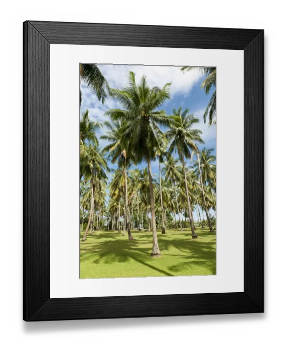 Framed Print : Coconut Palms -Cocos nucifera- on a plantation, coconut cultivation, Khao Lak, Phang Nga Province, Thailand Framed Print : Coconut Palms -Cocos nucifera- on a plantation, coconut cultivation, Khao Lak, Phang Nga Province, Thailand