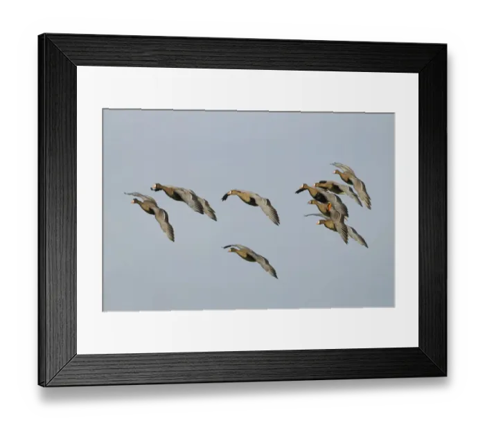 Framed Print : Flying Greater white-fronted Geese -Anser albifrons-, Bislicher Insel, Wesel, Lower Rhine region, North Rhine-Westphalia, Germany Framed Print : Flying Greater white-fronted Geese -Anser albifrons-, Bislicher Insel, Wesel, Lower Rhine region, North Rhine-Westphalia, Germany