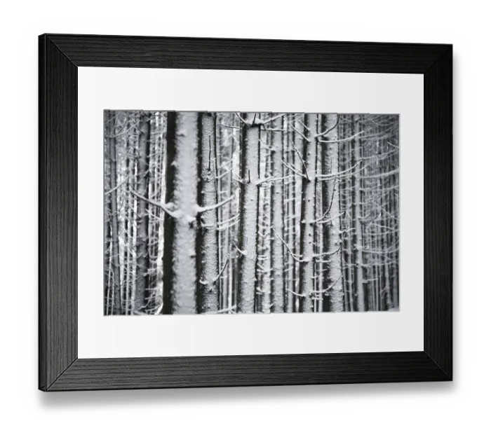 Framed Print : Snow-covered Spruces -Picea- in winter, Black Forest, Baden-Wuerttemberg, Germany, Europe