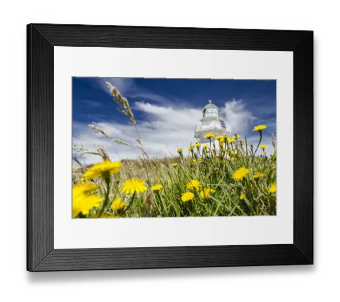 Framed Print : Lighthouse at Waipapa Point with clouds at back, Hawkweed -Hieracium- at front, Otara, Fortrose, Southland, New Zealand, Oceania Framed Print : Lighthouse at Waipapa Point with clouds at back, Hawkweed -Hieracium- at front, Otara, Fortrose, Southland, New Zealand, Oceania