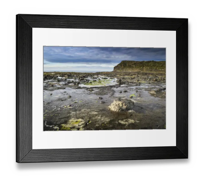 Framed Print : Petrified tree trunks, petrified podocarp forest, evening mood at the sea, rocky coast, Curio Bay, The Catlins, South Island, New Zealand Framed Print : Petrified tree trunks, petrified podocarp forest, evening mood at the sea, rocky coast, Curio Bay, The Catlins, South Island, New Zealand