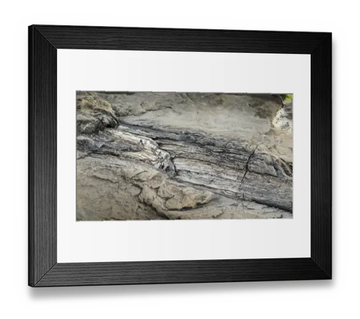 Framed Print : Petrified tree stump, petrified podocarp forest, evening mood at the sea, rocky coast, Curio Bay, The Catlins, South Island, New Zealand Framed Print : Petrified tree stump, petrified podocarp forest, evening mood at the sea, rocky coast, Curio Bay, The Catlins, South Island, New Zealand