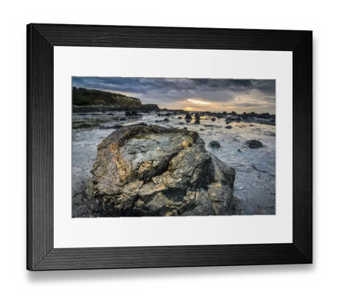 Framed Print : Petrified tree trunks, Petrified podocarp forest, evening mood at the sea, rocky coast, Curio Bay, The Catlins, South Island, New Zealand Framed Print : Petrified tree trunks, Petrified podocarp forest, evening mood at the sea, rocky coast, Curio Bay, The Catlins, South Island, New Zealand