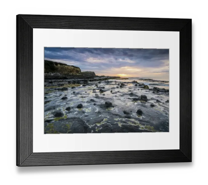 Framed Print : Petrified tree trunks, Petrified podocarp forest, evening mood at the sea, rocky coast, Curio Bay, The Catlins, South Island, New Zealand Framed Print : Petrified tree trunks, Petrified podocarp forest, evening mood at the sea, rocky coast, Curio Bay, The Catlins, South Island, New Zealand