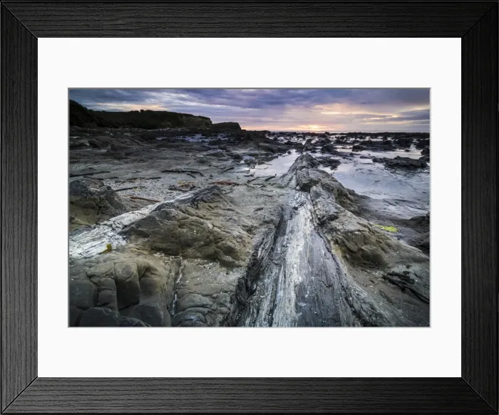 Framed Print : Petrified tree trunk, Petrified podocarp forest, evening mood at the sea, rocky coast, Curio Bay, The Catlins, South Island, New Zealand