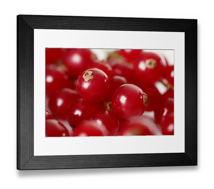 Framed Print : Red currants -Ribes-, detail view
