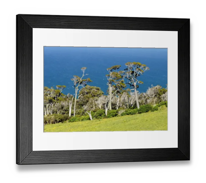 Framed Print : Kanuka trees -Kunzea ericoides-, the sea at the back, Catlins, South Island, New Zealand Framed Print : Kanuka trees -Kunzea ericoides-, the sea at the back, Catlins, South Island, New Zealand