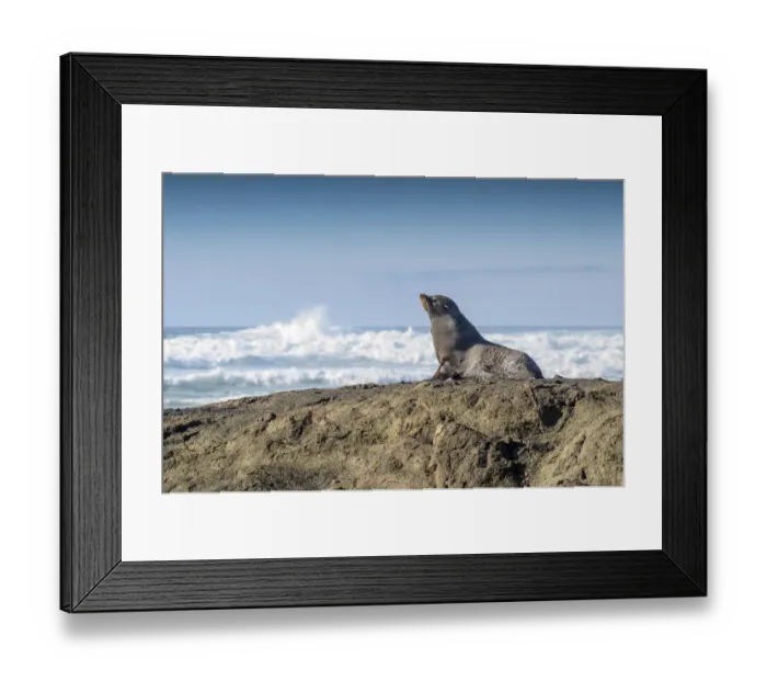 Framed Print : New Zealand Fur Seal -Arctocephalus forsteri-, Otago Region, South Island, New Zealand Framed Print : New Zealand Fur Seal -Arctocephalus forsteri-, Otago Region, South Island, New Zealand