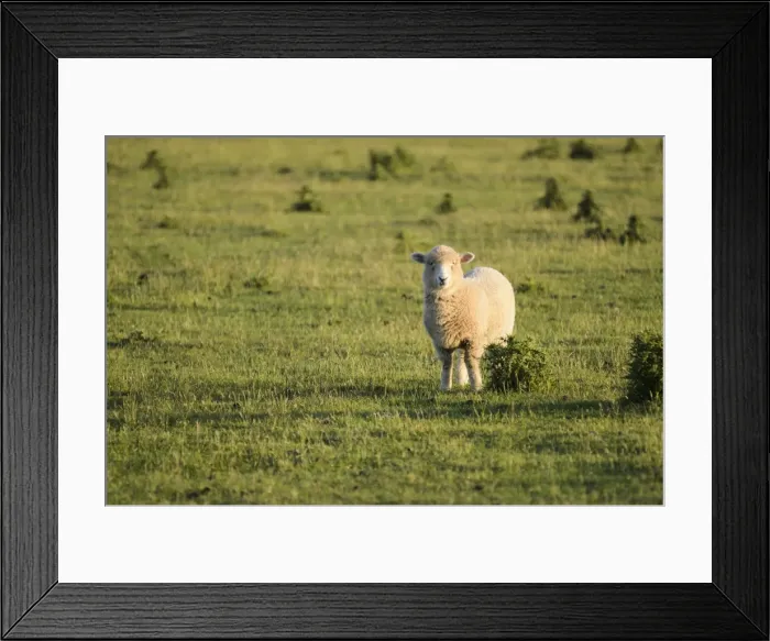 Framed Print : Sheep on pasture, New Zealand Framed Print : Sheep on pasture, New Zealand