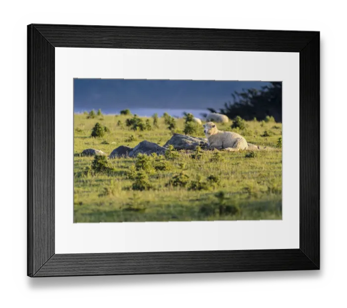 Framed Print : Sheep resting on grassland, Hoopers Inlet, Otago Peninsula, South Island, New Zealand, Oceania Framed Print : Sheep resting on grassland, Hoopers Inlet, Otago Peninsula, South Island, New Zealand, Oceania
