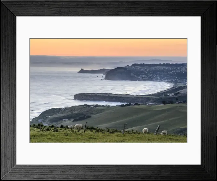 Framed Print : Grassland with sheep, Dunedin Beach at the back, Dunedin, Otago Peninsula, South Island, New Zealand, Oceania Framed Print : Grassland with sheep, Dunedin Beach at the back, Dunedin, Otago Peninsula, South Island, New Zealand, Oceania