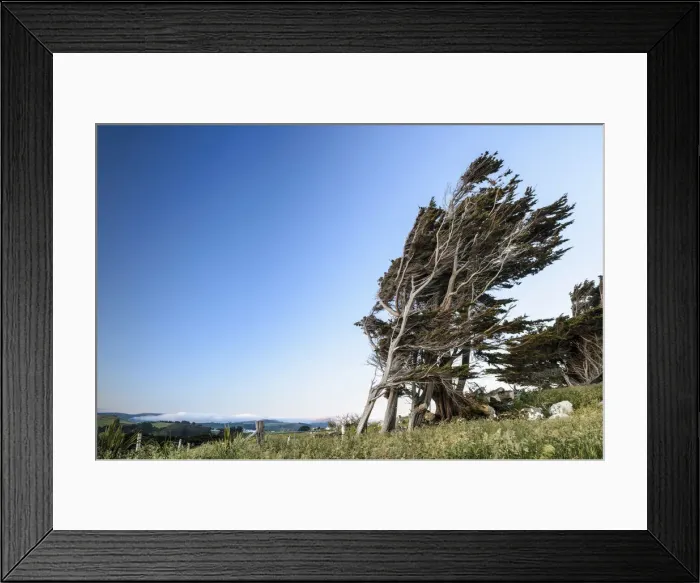 Framed Print : Wind-shaped tree, Otago Peninsula, South Island, New Zealand, Oceania Framed Print : Wind-shaped tree, Otago Peninsula, South Island, New Zealand, Oceania
