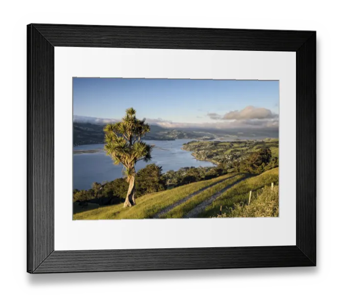 Framed Print : Cabbage tree -Cordyline australis- next to a farm road on grassland, view of the bay of Dunedin, city of Dunedin and Port Chalmers, Otago Peninsula, South Island, New Zealand, Oceania Framed Print : Cabbage tree -Cordyline australis- next to a farm road on grassland, view of the bay of Dunedin, city of Dunedin and Port Chalmers, Otago Peninsula, South Island, New Zealand, Oceania