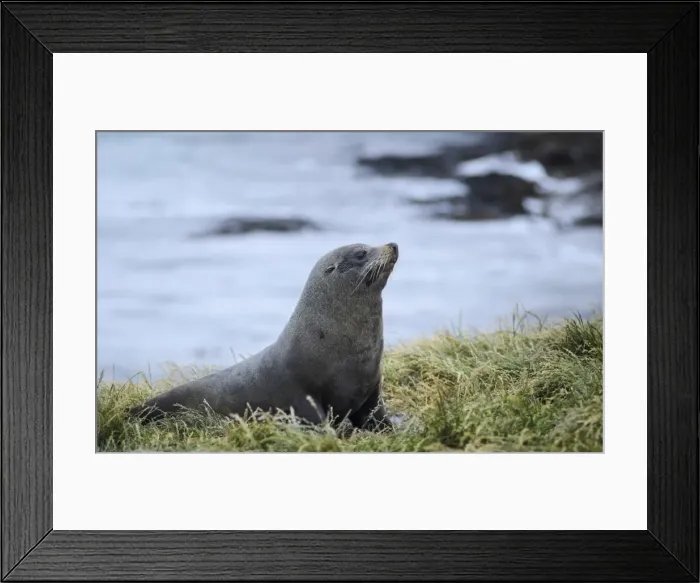 Framed Print : New Zealand sea lion -Phocarctos hookeri- on grass, Moeraki, South Island, New Zealand Framed Print : New Zealand sea lion -Phocarctos hookeri- on grass, Moeraki, South Island, New Zealand