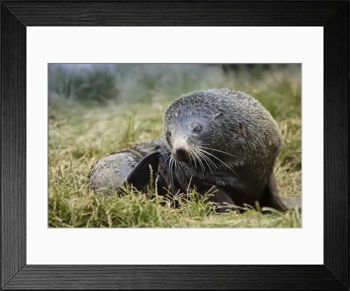 Framed Print : New Zealand sea lion -Phocarctos hookeri- pup, lying on grass, scratching with flipper, Moeraki, South Island, New Zealand