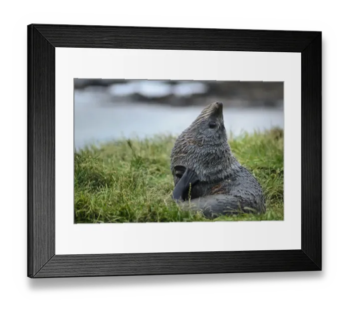 Framed Print : New Zealand sea lion -Phocarctos hookeri- pup, lying on grass, scratching with flipper, Moeraki, South Island, New Zealand Framed Print : New Zealand sea lion -Phocarctos hookeri- pup, lying on grass, scratching with flipper, Moeraki, South Island, New Zealand