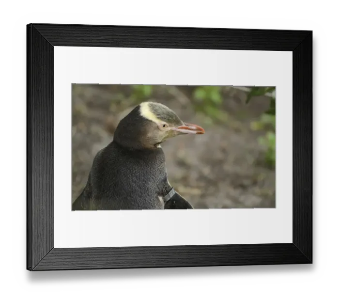 Framed Print : Yellow-eyed Penguin -Megadyptes antipodes-, with mark on the right wing, Moeraki, South Island, New Zealand Framed Print : Yellow-eyed Penguin -Megadyptes antipodes-, with mark on the right wing, Moeraki, South Island, New Zealand