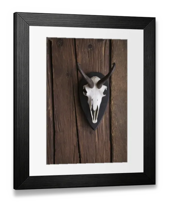 Framed Print : Skull of a Chamois -Rupicapra rubicapra- on a rustic wooden wall Framed Print : Skull of a Chamois -Rupicapra rubicapra- on a rustic wooden wall