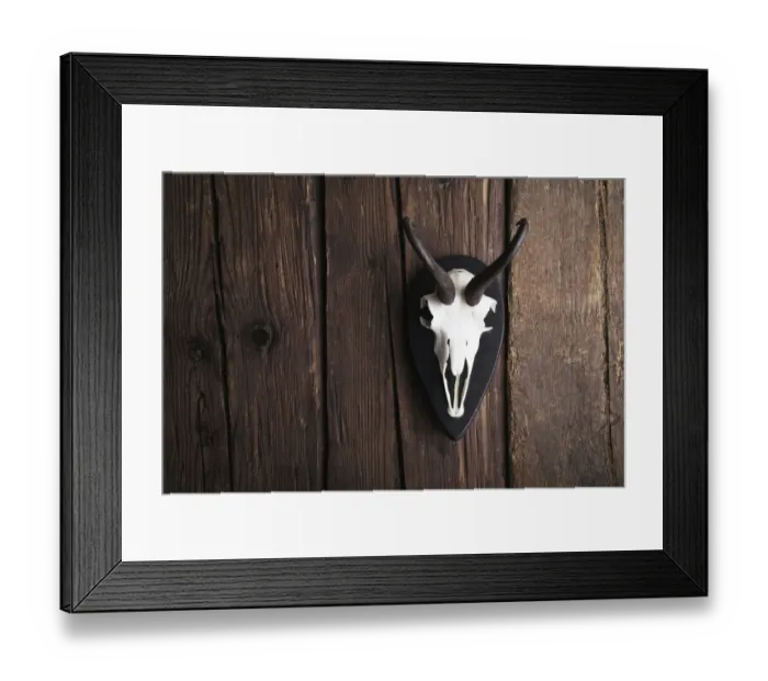 Framed Print : Skull of a Chamois -Rupicapra rubicapra- on a rustic wooden wall Framed Print : Skull of a Chamois -Rupicapra rubicapra- on a rustic wooden wall