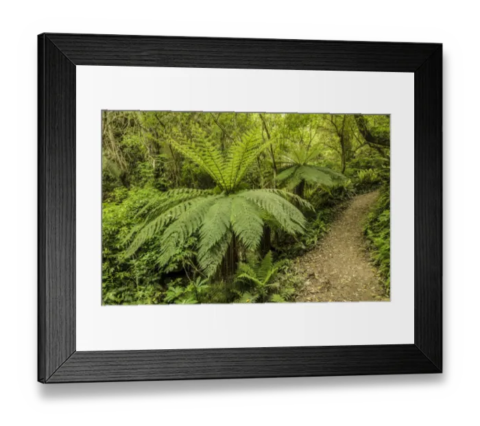Framed Print : Tree Ferns -Cyatheales- along a hiking trail through primary rainforest, North Island, New Zealand Framed Print : Tree Ferns -Cyatheales- along a hiking trail through primary rainforest, North Island, New Zealand