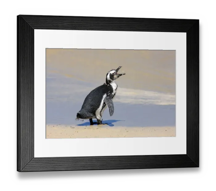 Framed Print : Jackass Penguin, Black-footed Penguin or African Penguin -Spheniscus demersus-, juvenile, calling on the beach, Boulder, Simons Town, Western Cape, South Africa Framed Print : Jackass Penguin, Black-footed Penguin or African Penguin -Spheniscus demersus-, juvenile, calling on the beach, Boulder, Simons Town, Western Cape, South Africa