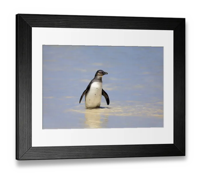 Framed Print : Jackass Penguin, Black-footed Penguin or African Penguin -Spheniscus demersus-, adult, on the beach, Boulder, Simons Town, Western Cape, South Africa Framed Print : Jackass Penguin, Black-footed Penguin or African Penguin -Spheniscus demersus-, adult, on the beach, Boulder, Simons Town, Western Cape, South Africa