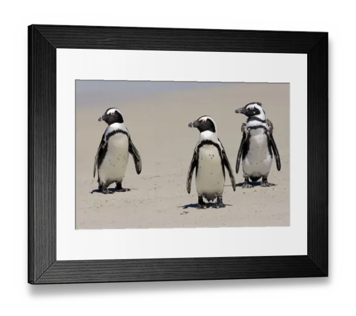 Framed Print : Jackass Penguin, Black-footed Penguin or African Penguin -Spheniscus demersus-, small group with young on the beach, Boulder, Simons Town, Western Cape, South Africa Framed Print : Jackass Penguin, Black-footed Penguin or African Penguin -Spheniscus demersus-, small group with young on the beach, Boulder, Simons Town, Western Cape, South Africa